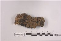 藏品(鱗葉衣屬)的圖片